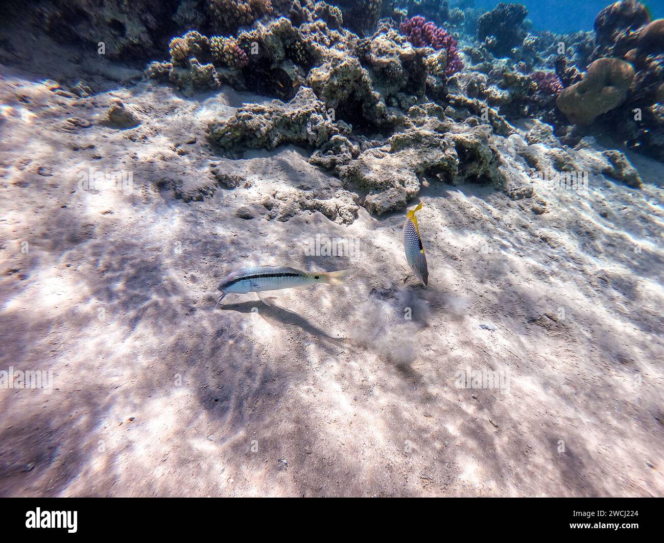 Tropical Forsskal goatfish known as Parupeneus forskali and Checkerboard wrasse known as Halichoeres hortulanus underwater on sand sea bottom at the Stock Photo