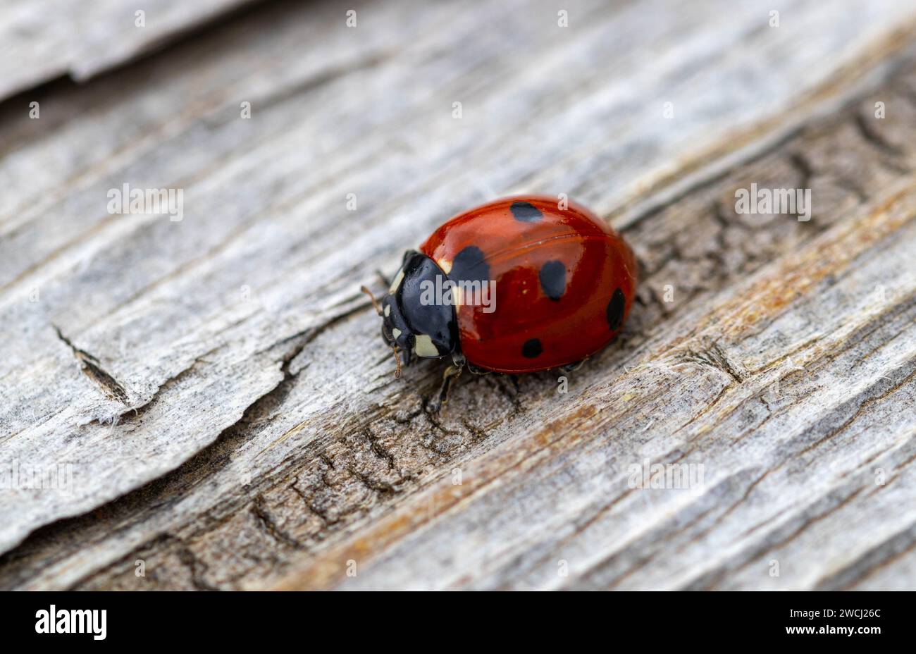 Marienkäfer holz hi-res stock photography and images - Alamy