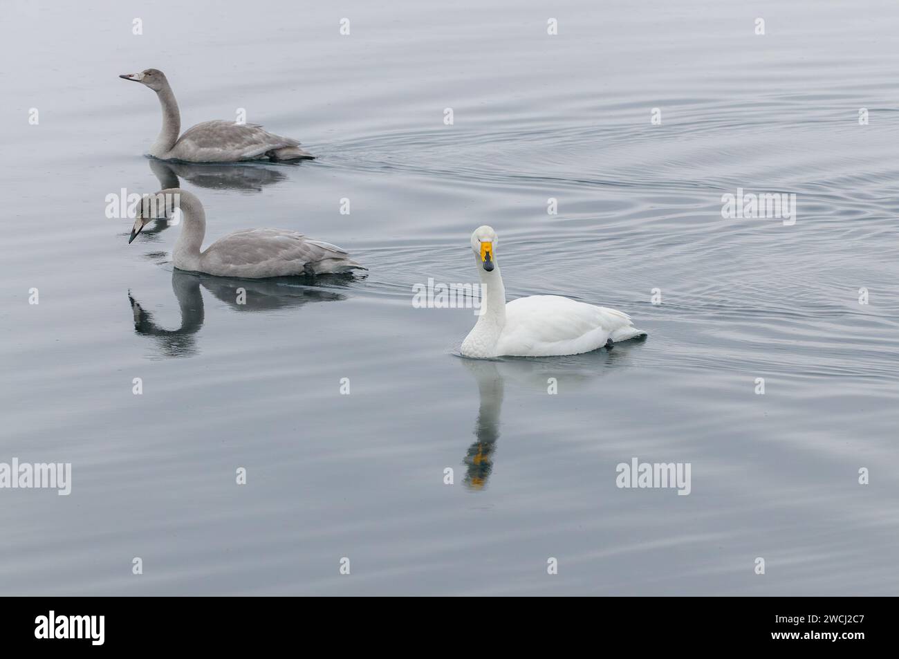 A trio of graceful swans, one adult and two juveniles, swim placidly through the calm waters of a fog-covered lake as morning breaks. Stock Photo