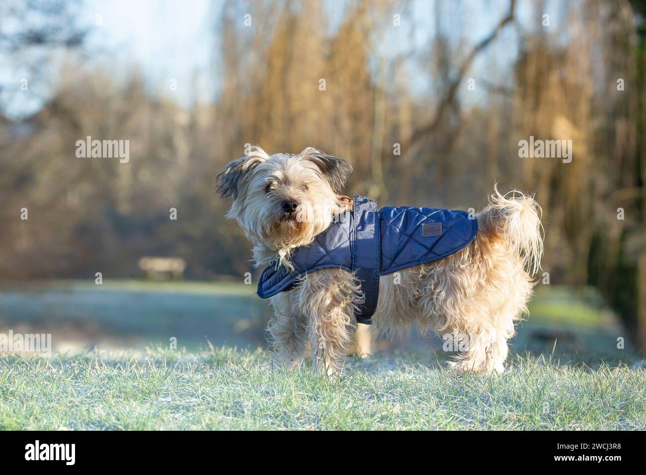 Morkie Umbrella - Phoebe Morkie Umbrella - Phoebe