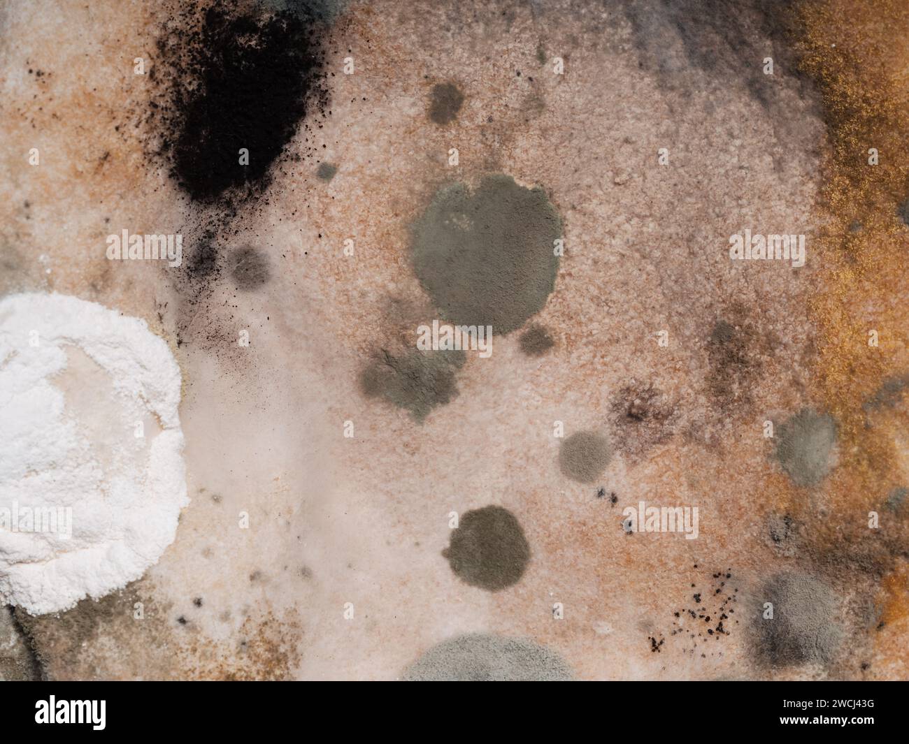 spoiled moldy old bread with fungus spores growing macro Stock Photo ...