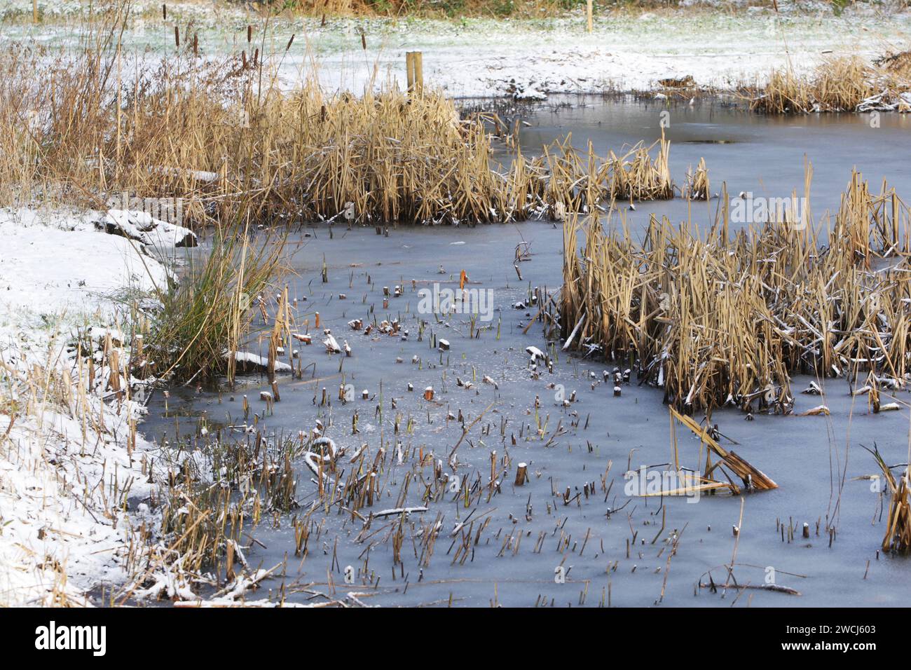 Amsterdam, Netherlands. 16th Jan, 2024. A detail shows a frozen lake