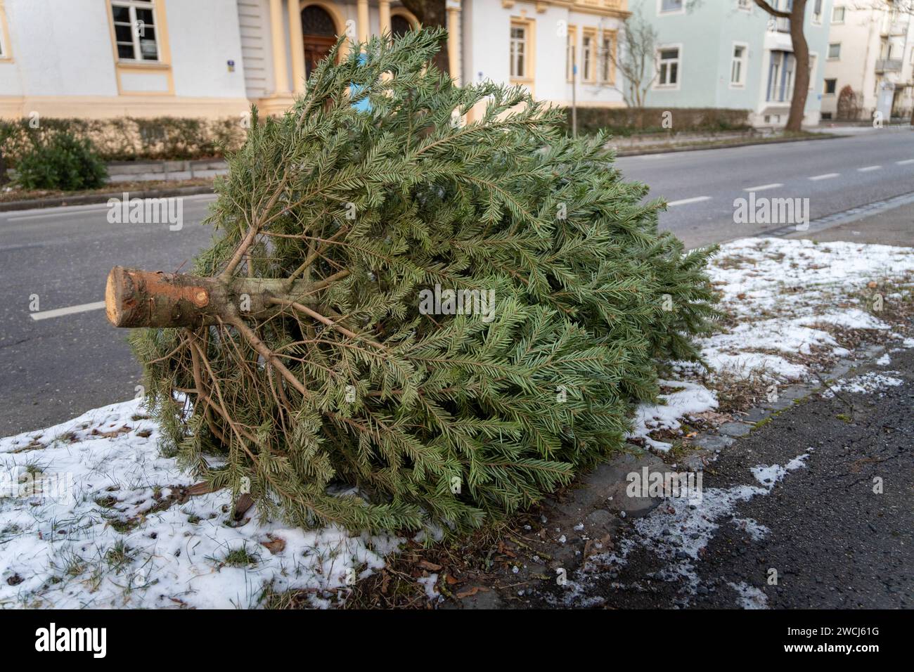 Augsburg, Bavaria, Germany January 14, 2024 Christmas tree on the