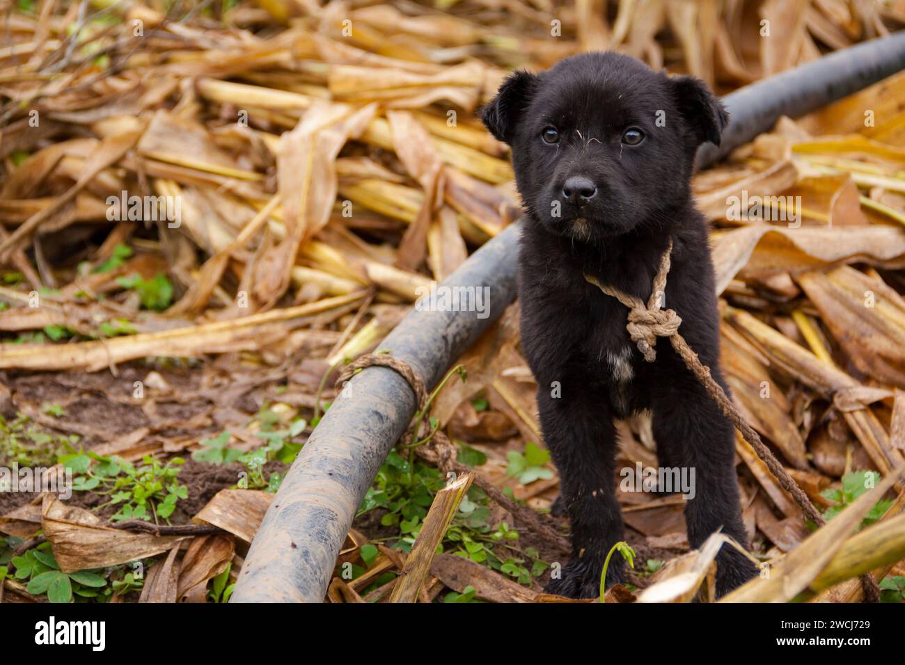 Portrait of shepherd dog puppy in Gran Canaria Stock Photo