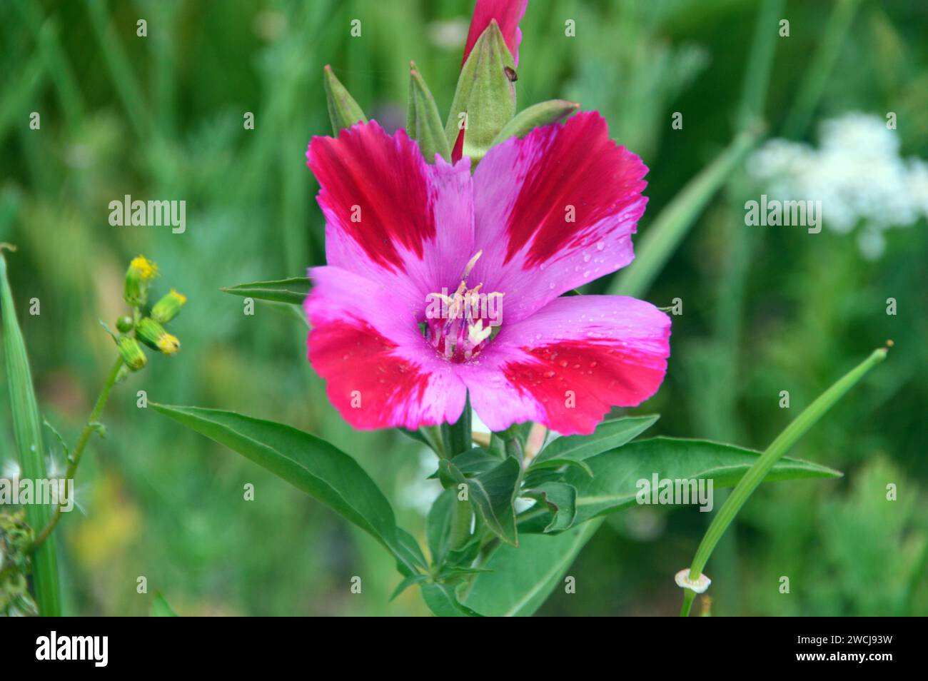 Single Pink BiColoured Dwarf Godetia (Clarkia Amoena) Satin Flowers