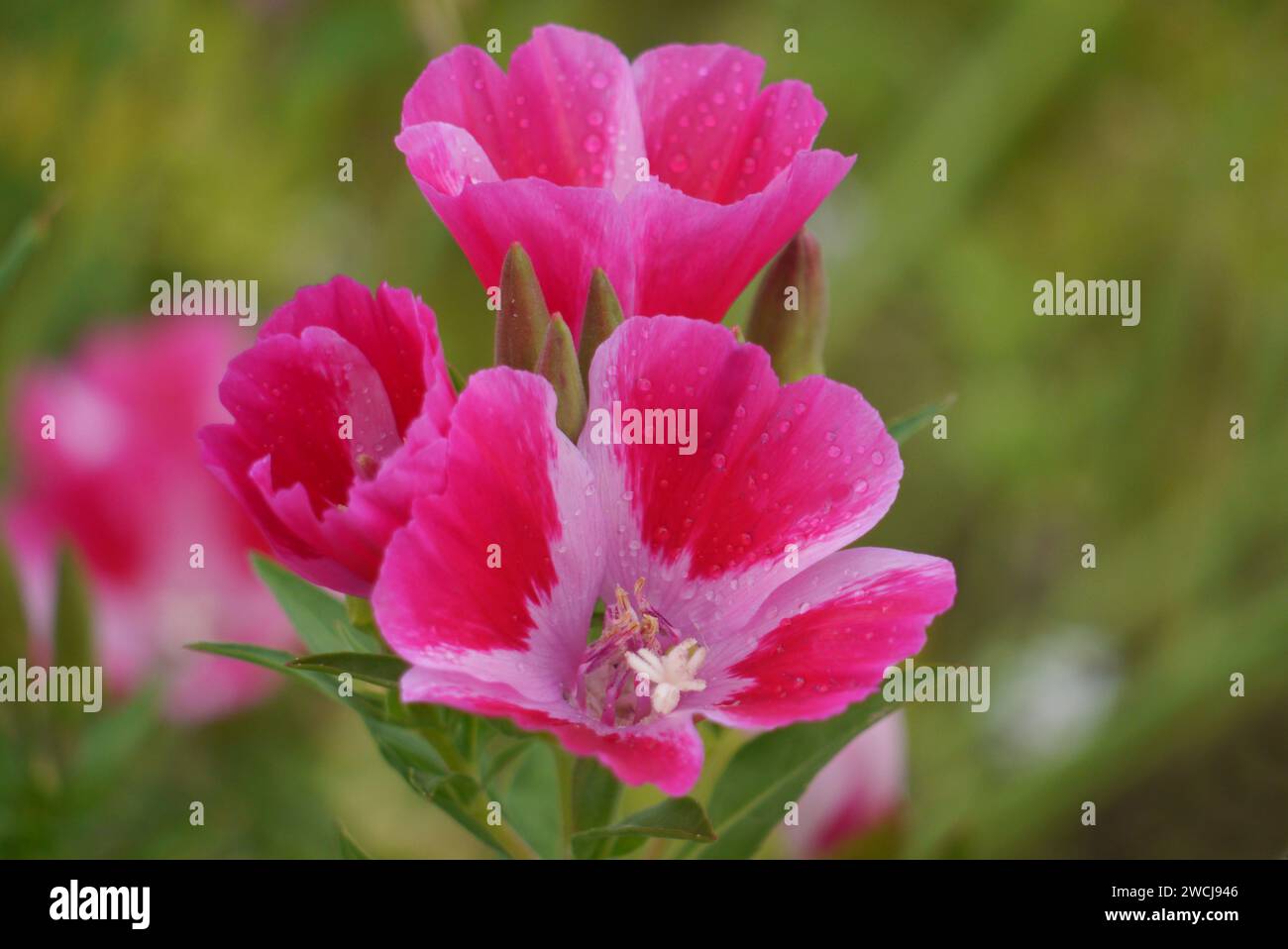 Pink BiColoured Dwarf Godetia (Clarkia Amoena) Satin Flowers grown in