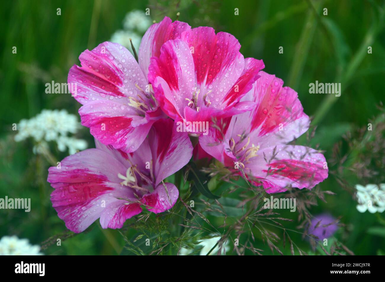 Pink BiColoured Dwarf Godetia (Clarkia Amoena) Satin Flowers grown in