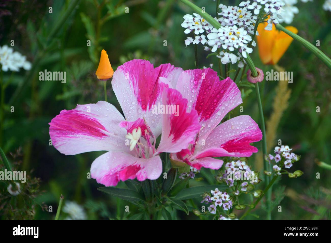 Pink BiColoured Dwarf Godetia (Clarkia Amoena) Satin Flowers grown in