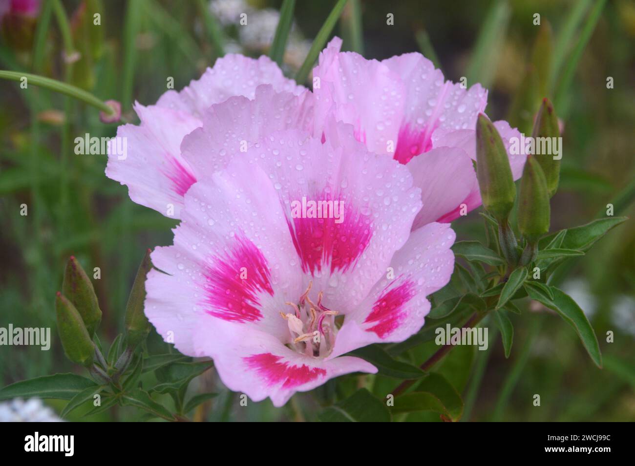 Pink BiColoured Dwarf Godetia (Clarkia Amoena) Satin Flowers grown in