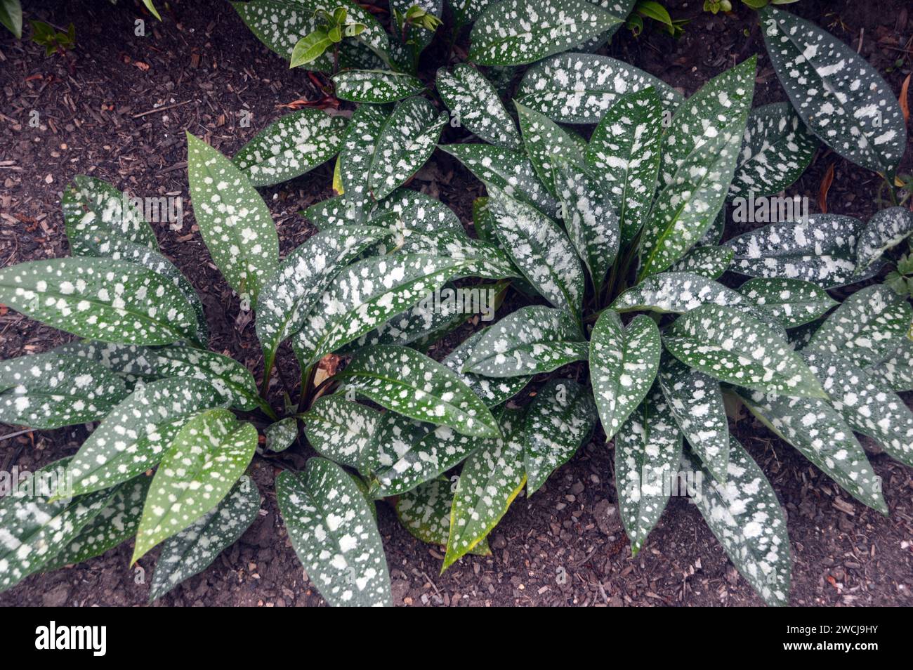 Marbled White Spotty Pulmonaria Saccharata (Bethlehem Lungwort) Leaves grown in the Borders at RHS Garden Harlow Carr, Harrogate, Yorkshire, England. Stock Photo