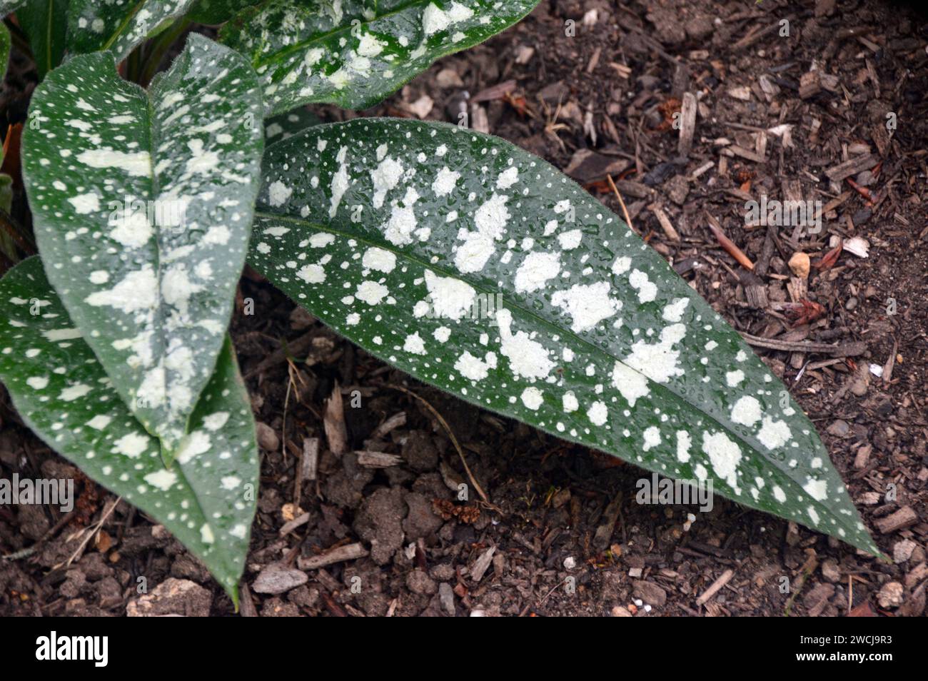 Marbled White Spotty Pulmonaria Saccharata (Bethlehem Lungwort) Leaves grown in the Borders at RHS Garden Harlow Carr, Harrogate, Yorkshire, England. Stock Photo