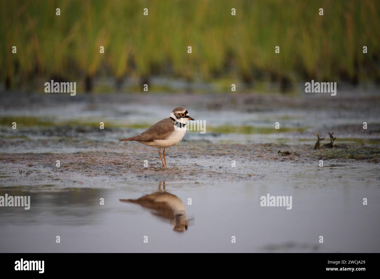 A little ringed plover bird is searching food. Stock Photo