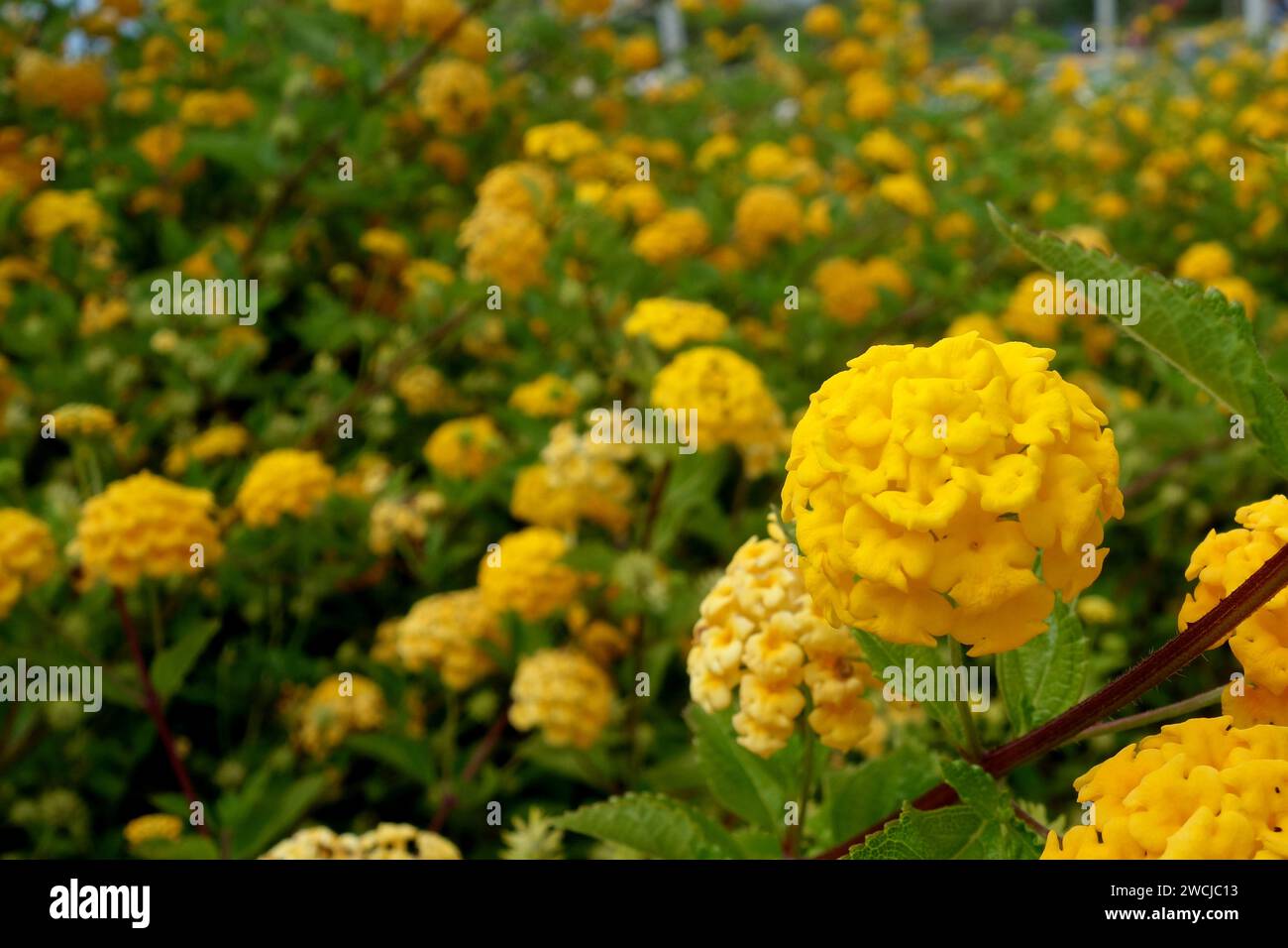 Large Yellow Lantana Camara Sand Verbena Flowers Grown In The Flower Large Yellow Lantana Camara Sand Verbena Flowers Grown In The Flower