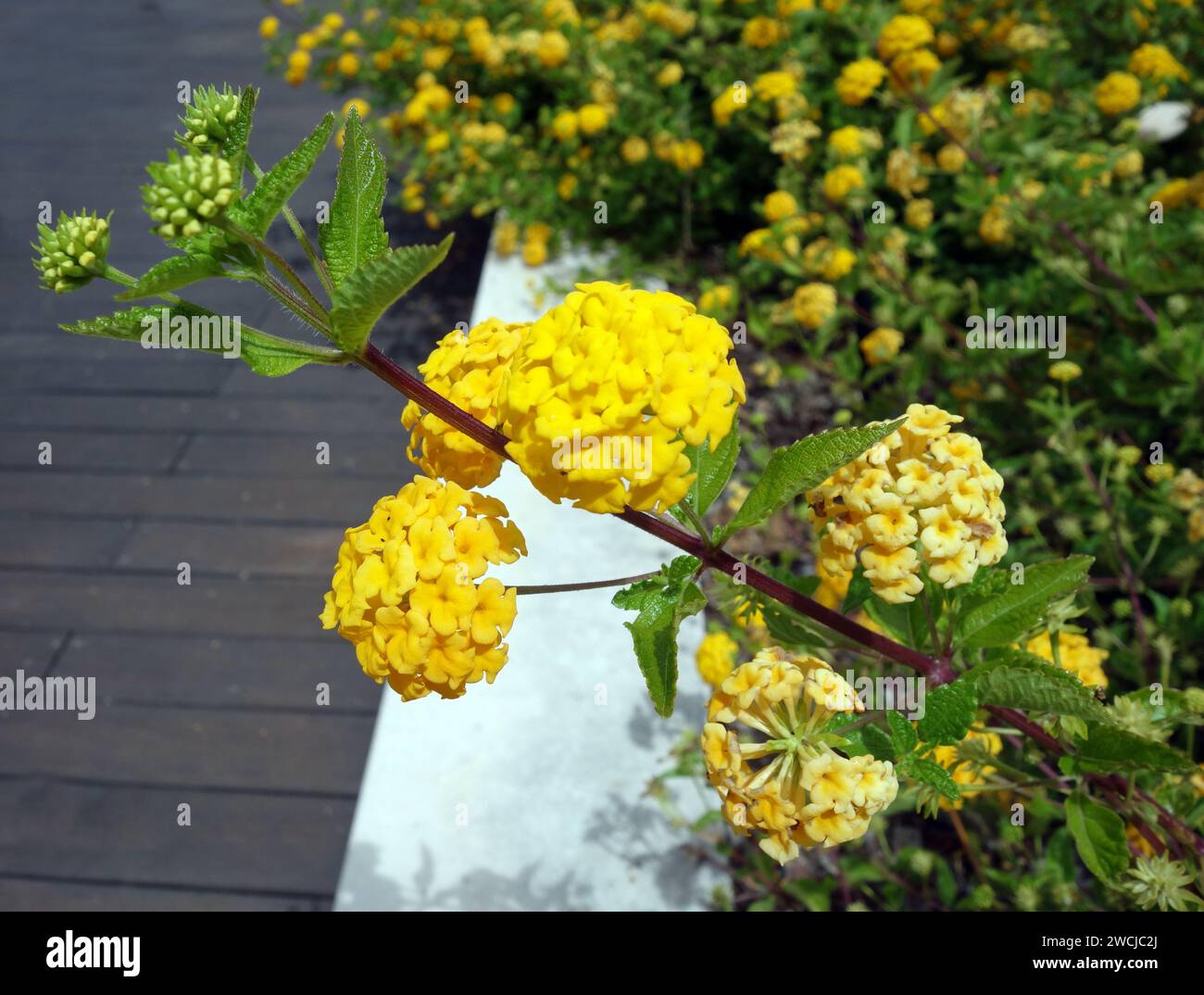 Large Yellow Lantana Camara Sand Verbena Flowers Grown In The Flower Large Yellow Lantana Camara Sand Verbena Flowers Grown In The Flower