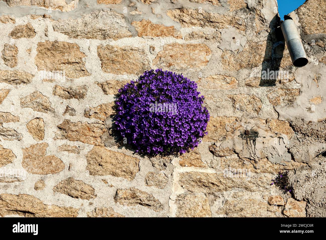 Violett Flowers 'Cascade Blue' on a Nature Stone Wall Stock Photo