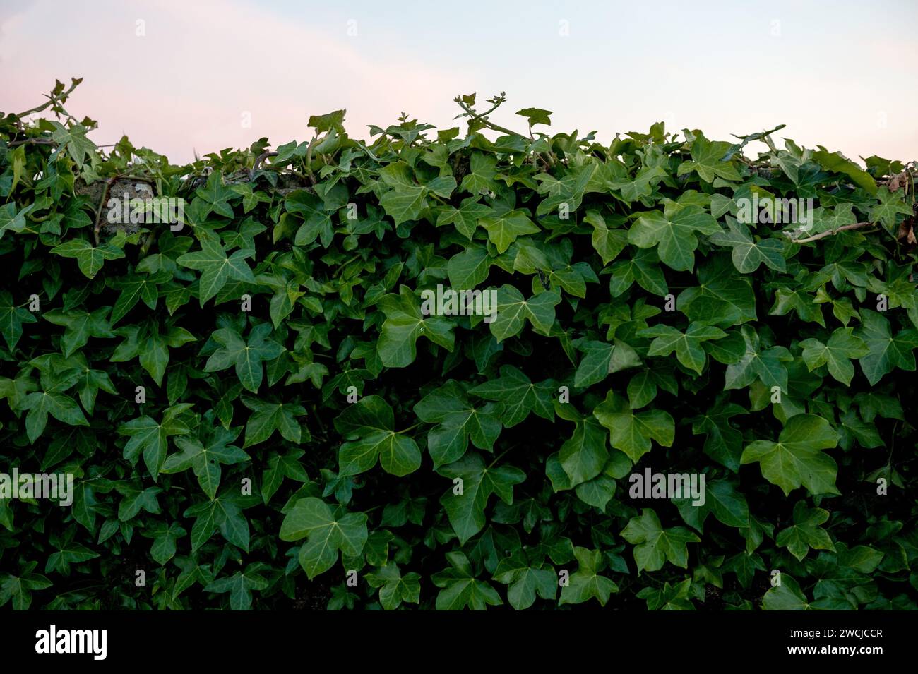 Natural garden wall hi-res stock photography and images - Alamy