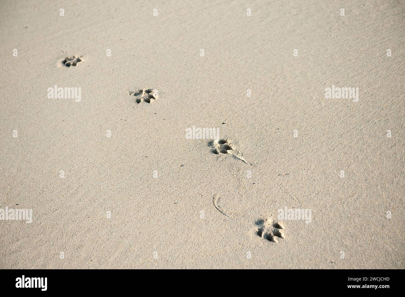 dog tracks in the sand Stock Photo Alamy