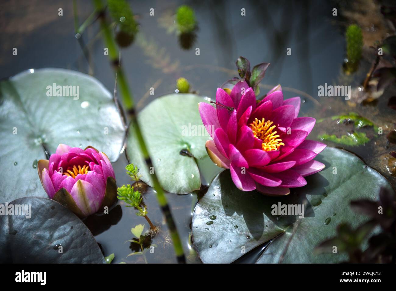 Pink Water Lilies on a Pond Stock Photo
