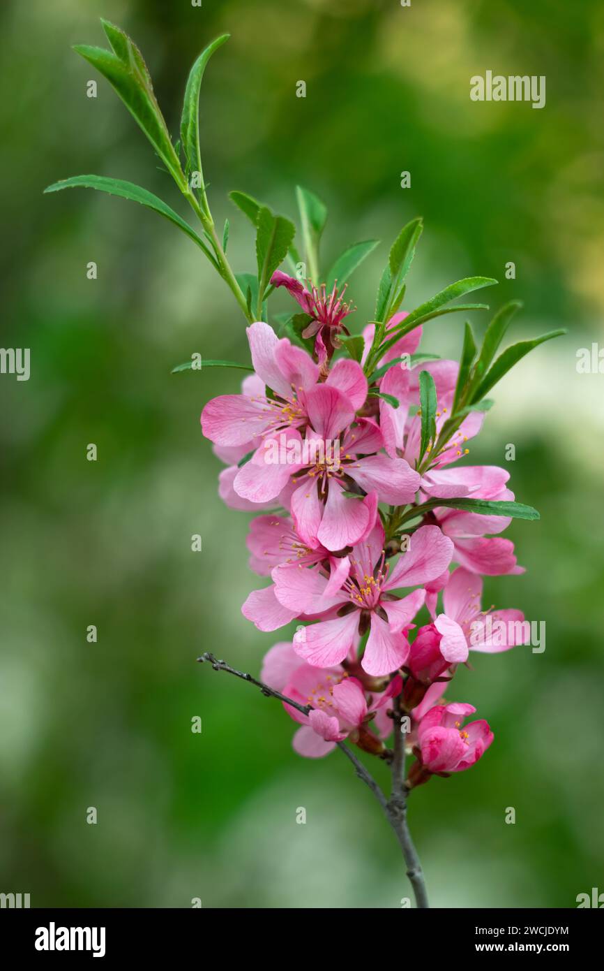 Pink cherry blossom, japanese branch with green leaves, floral nature background, natural spring wallpaper. Blooming Sakura, blossoming tree in orchar Stock Photo