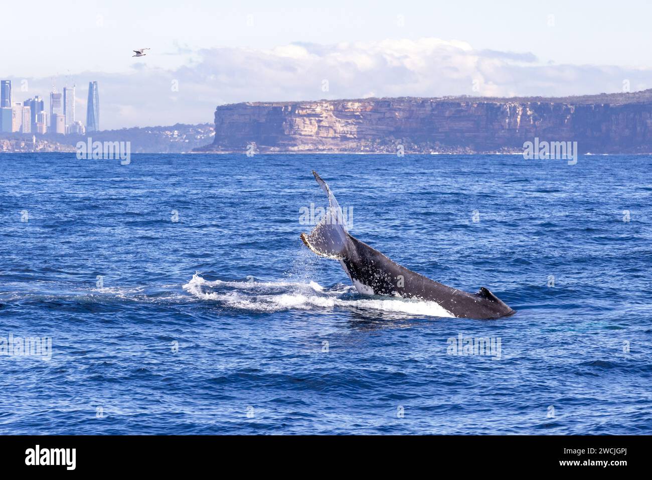 Whale watching New South Wales, Australia. Migration of Humpback Whales along the Eastern coast of Australia. Whale-watching cruise. Stock Photo
