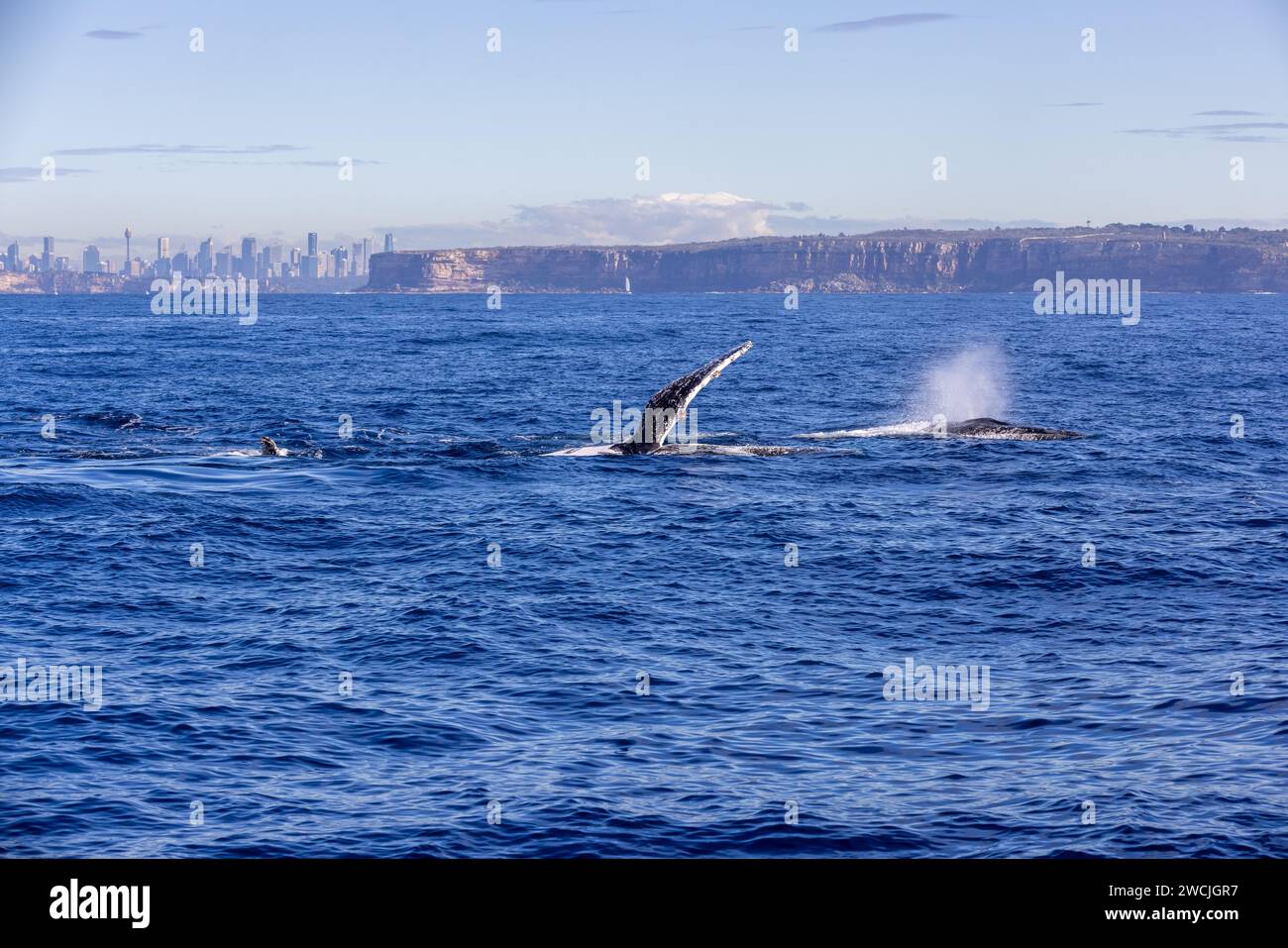 Whale watching New South Wales, Australia. Migration of Humpback Whales along the Eastern coast of Australia. Whale-watching cruise. Stock Photo