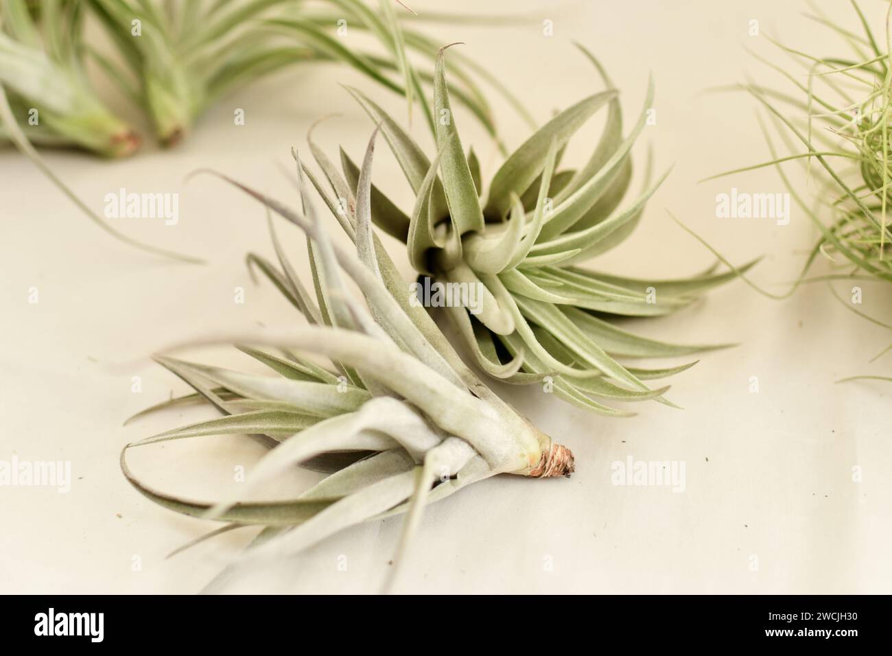 A green tillandsia air plants Stock Photo