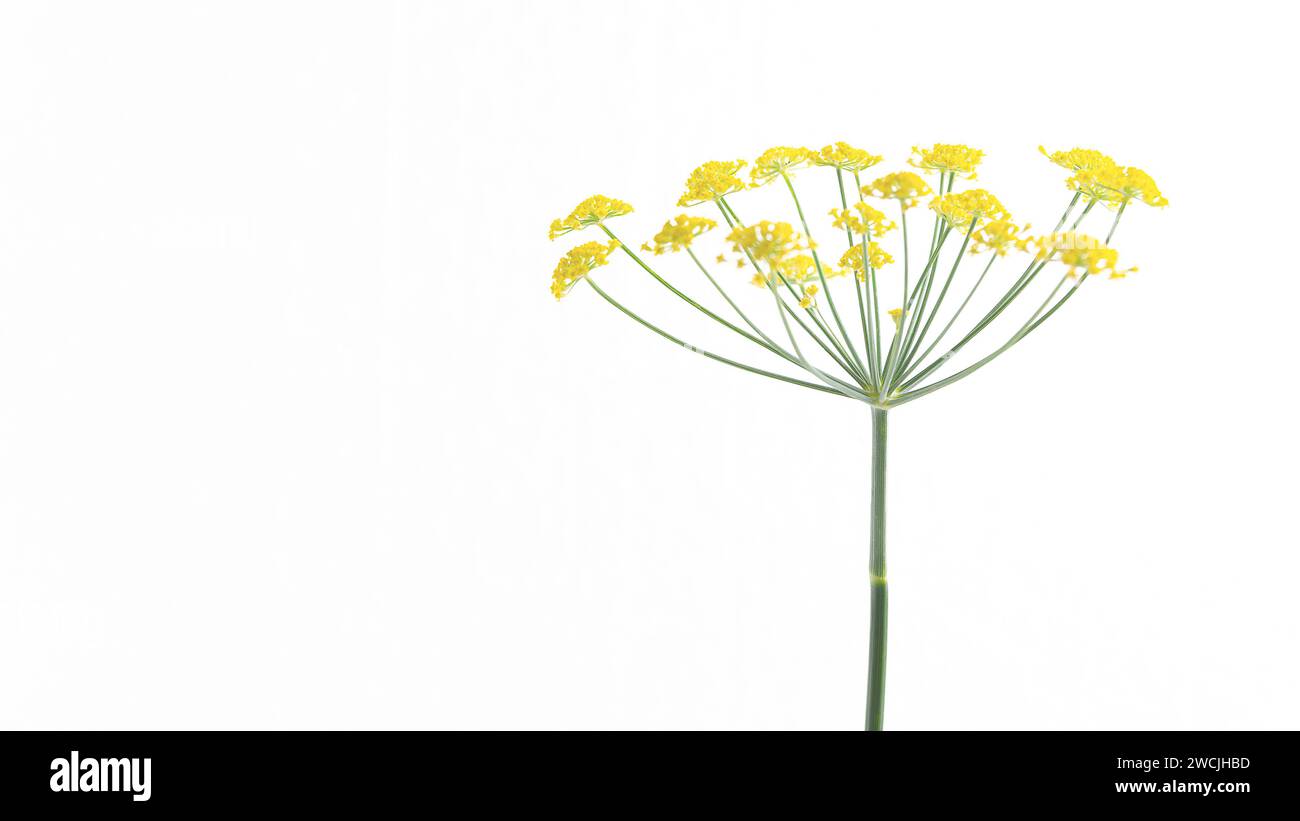 Dill flowers on white background with copy space. Stock Photo