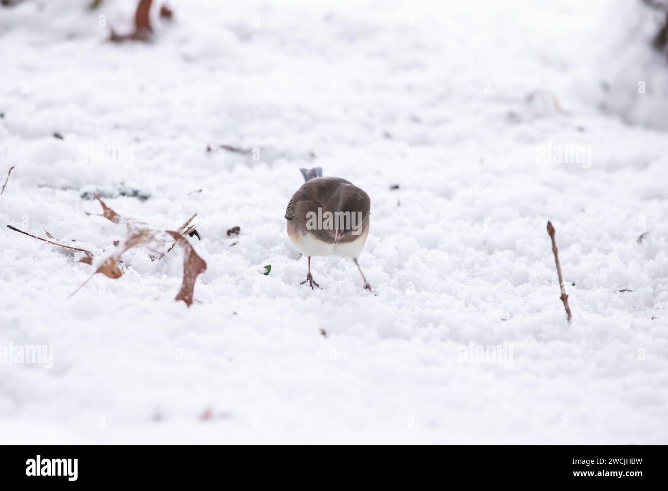 A dark eyed junco bird looking for fodder on the snow covered ground on a winter day in January in Iowa. Stock Photo