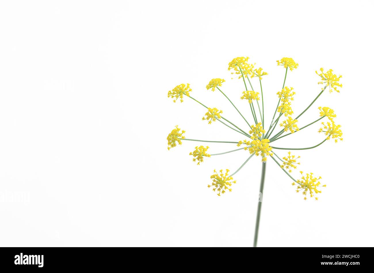 Dill flowers on white background with copy space. Stock Photo