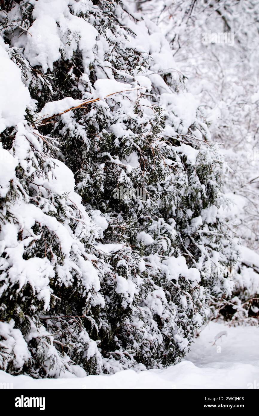 Tree line in heavy snowfall hi-res stock photography and images - Alamy