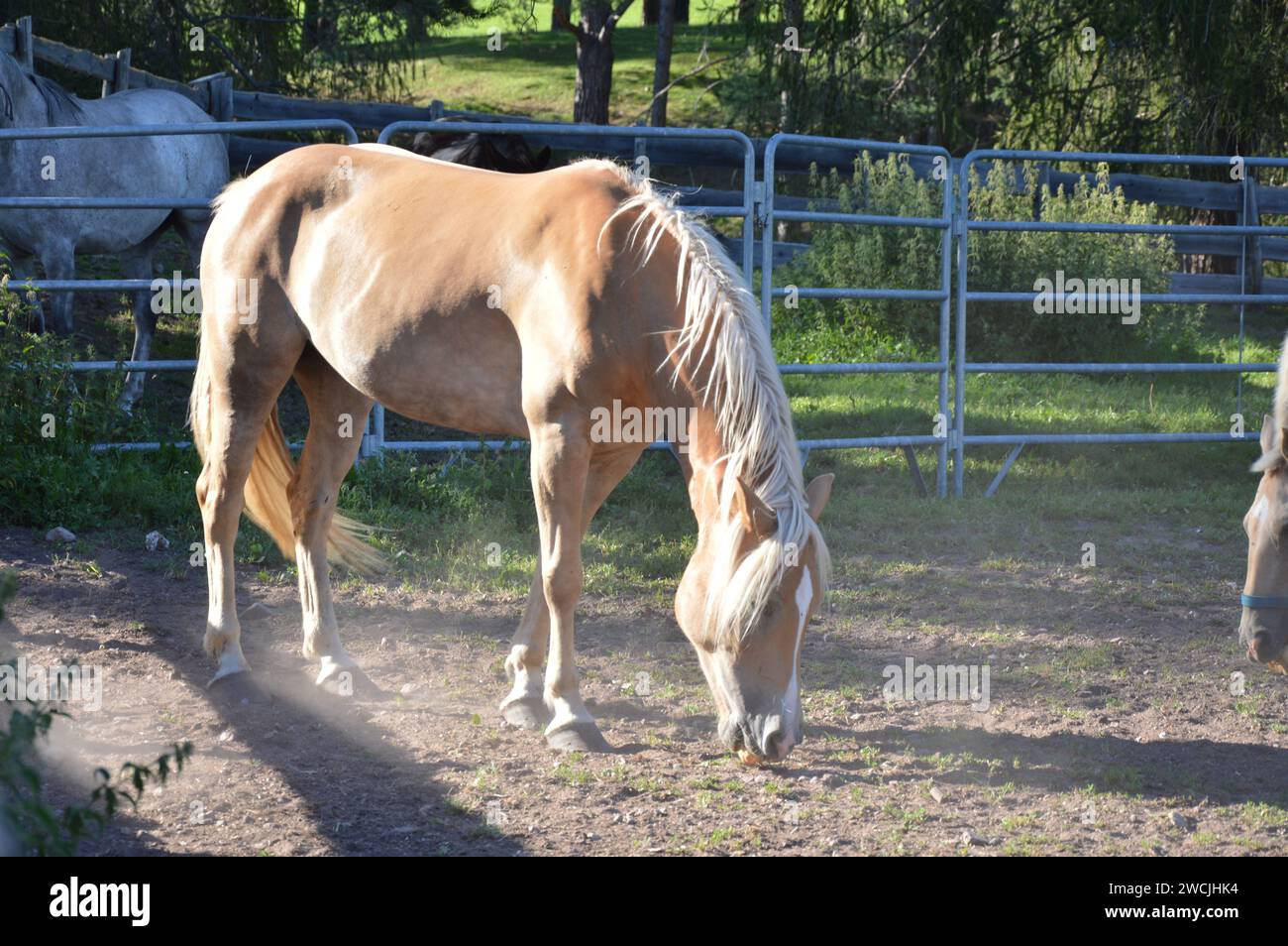 single horse in a ranch Stock Photo
