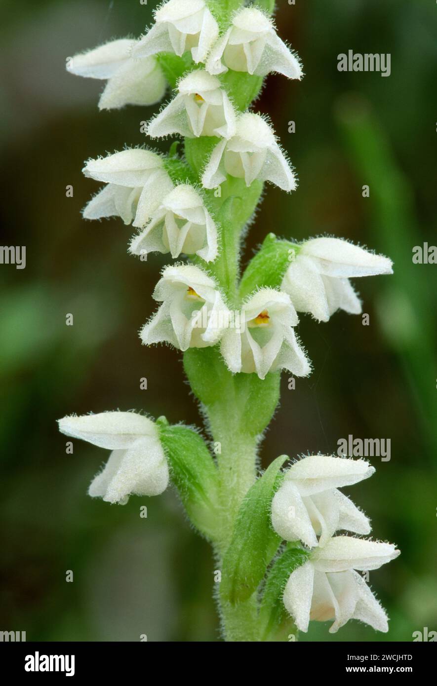 Creeping Lady's Tresses (Goodyera repens) growing in native pinewood, Beinn Eighe National Nature Reserve, Wester Ross, Scotland, August 2001 Stock Photo