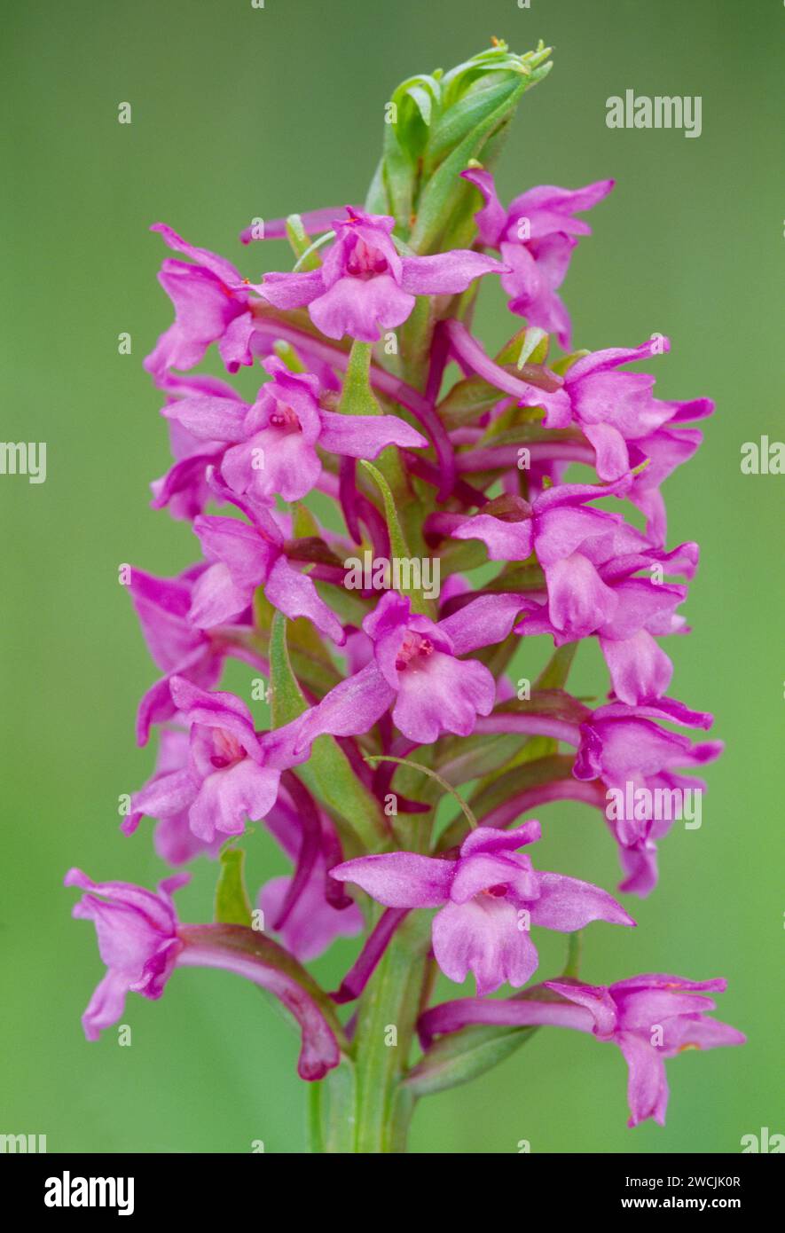 Fragrant Orchid (Gymnadenia conopsea) close-up of single flower spike, one of a group of orchids growing in meadow on RSPB Insh Marshes Stock Photo