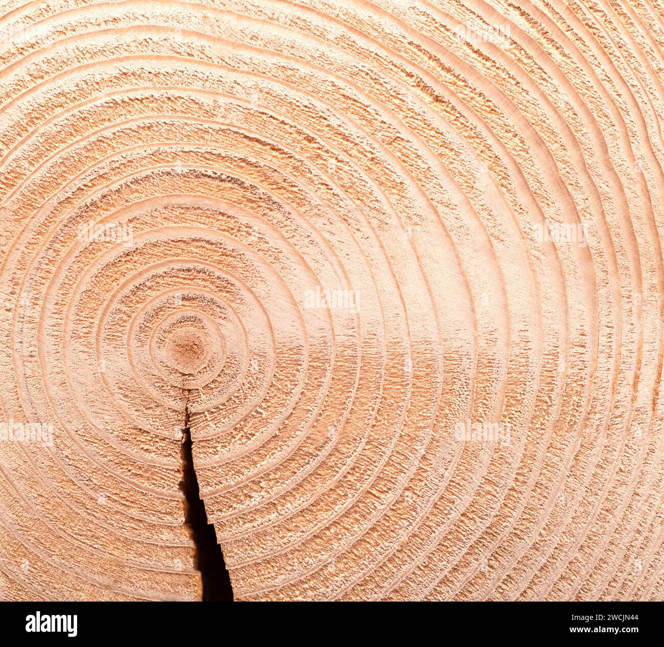 Spruce tree, horizontal cross section, with growth rings, and with a