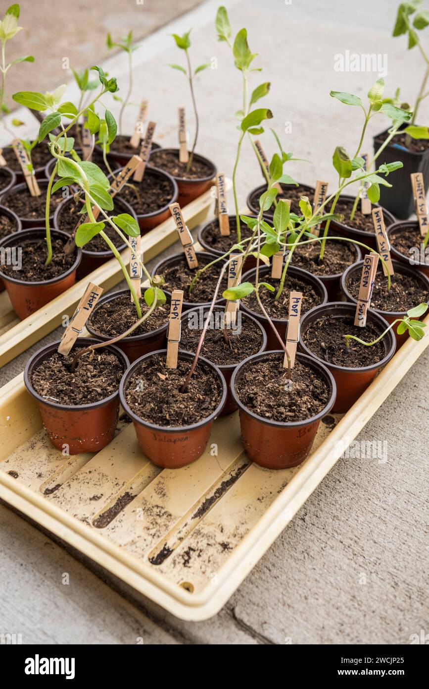 Sunflower seedlings sprouting in grow trays outdoors Stock Photo