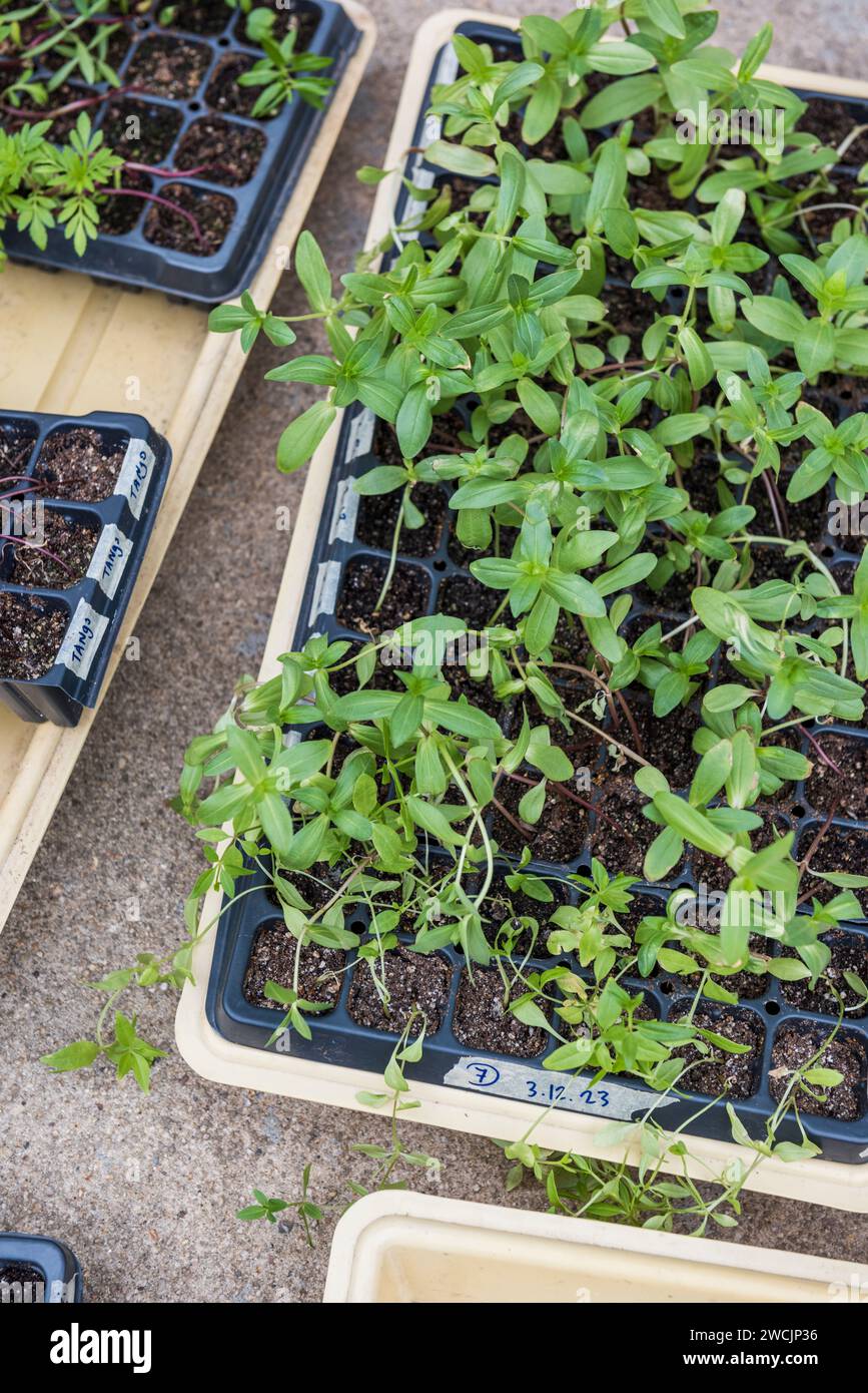 Dye Flower seedlings sprouting in grow trays outdoors Stock Photo
