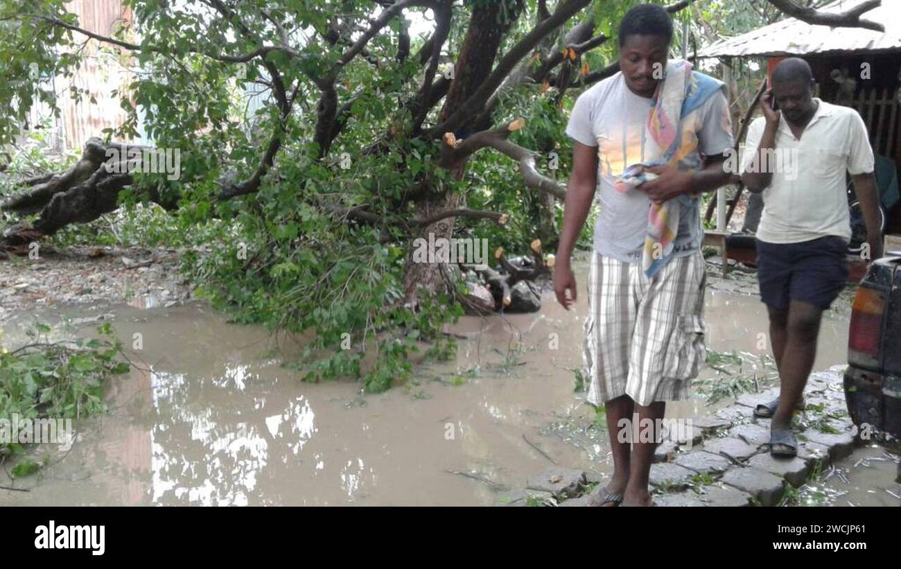 A collapsed tree in Fort-Liberte, Haiti Stock Photo - Alamy