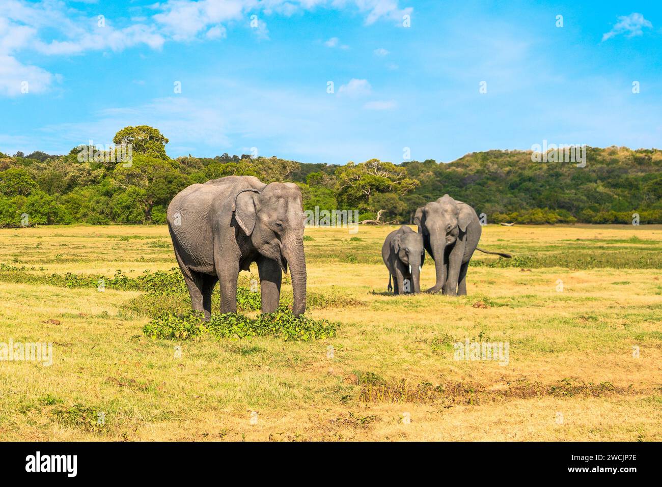 Elephant family in Sri Lanka. Baby, mother and father. Beautiful asian animals eating grass. Wildlife tourism and safari travel in Kaudulla. Stock Photo