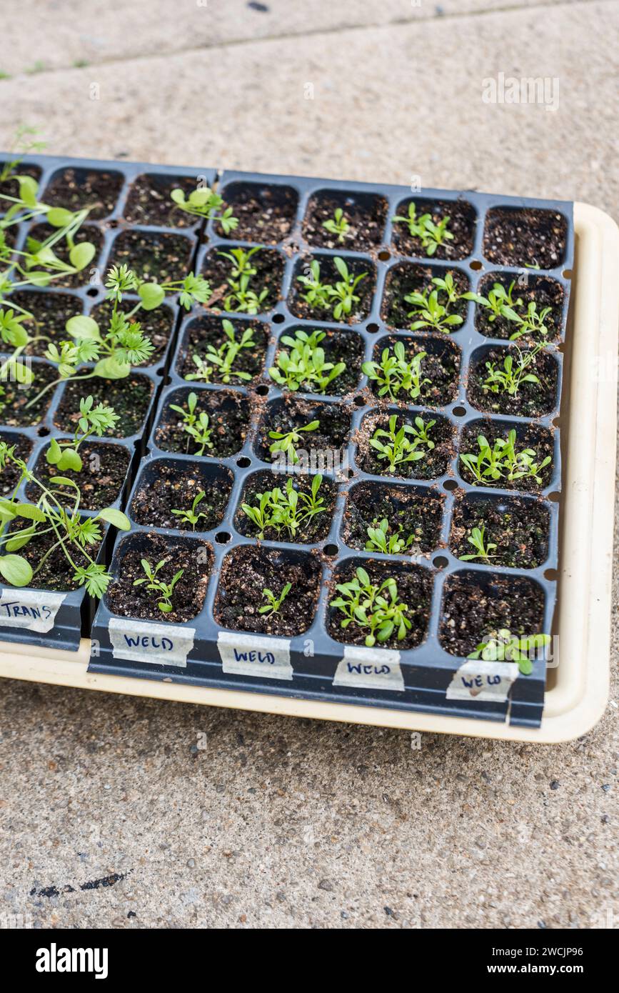 Dye Flower seeds sprouting in grow tray outdoors Stock Photo