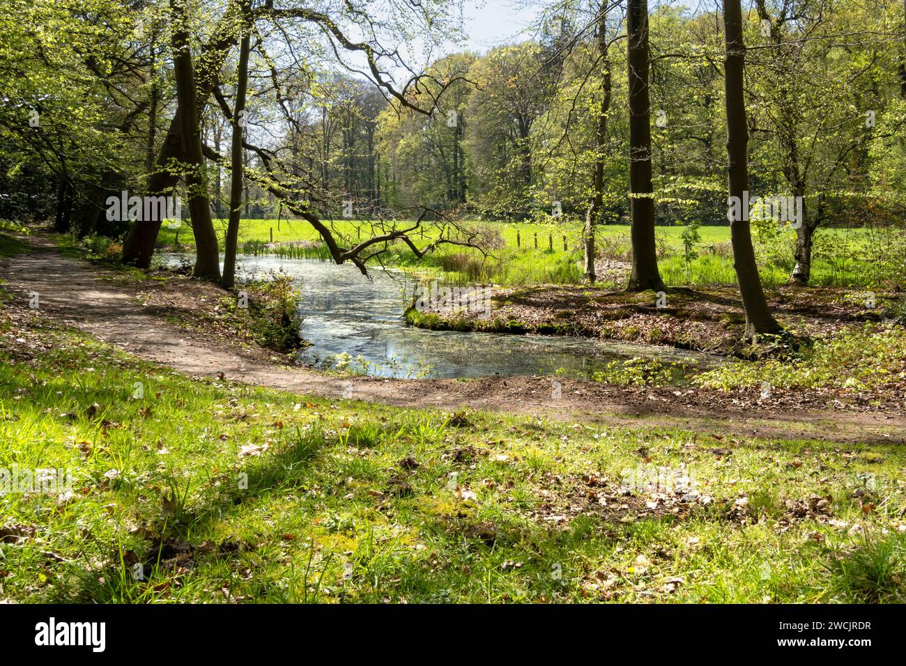 Ditch and footpath in woodland near Hilverbeek in Spanderswoud between Hilversum and 's Graveland, Netherlands Stock Photo