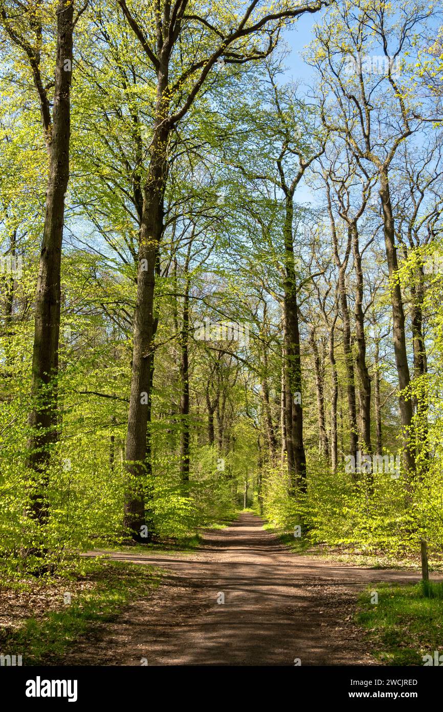 Footpath in woodland near Hilverbeek in Spanderswoud between Hilversum and 's Graveland, Netherlands Stock Photo