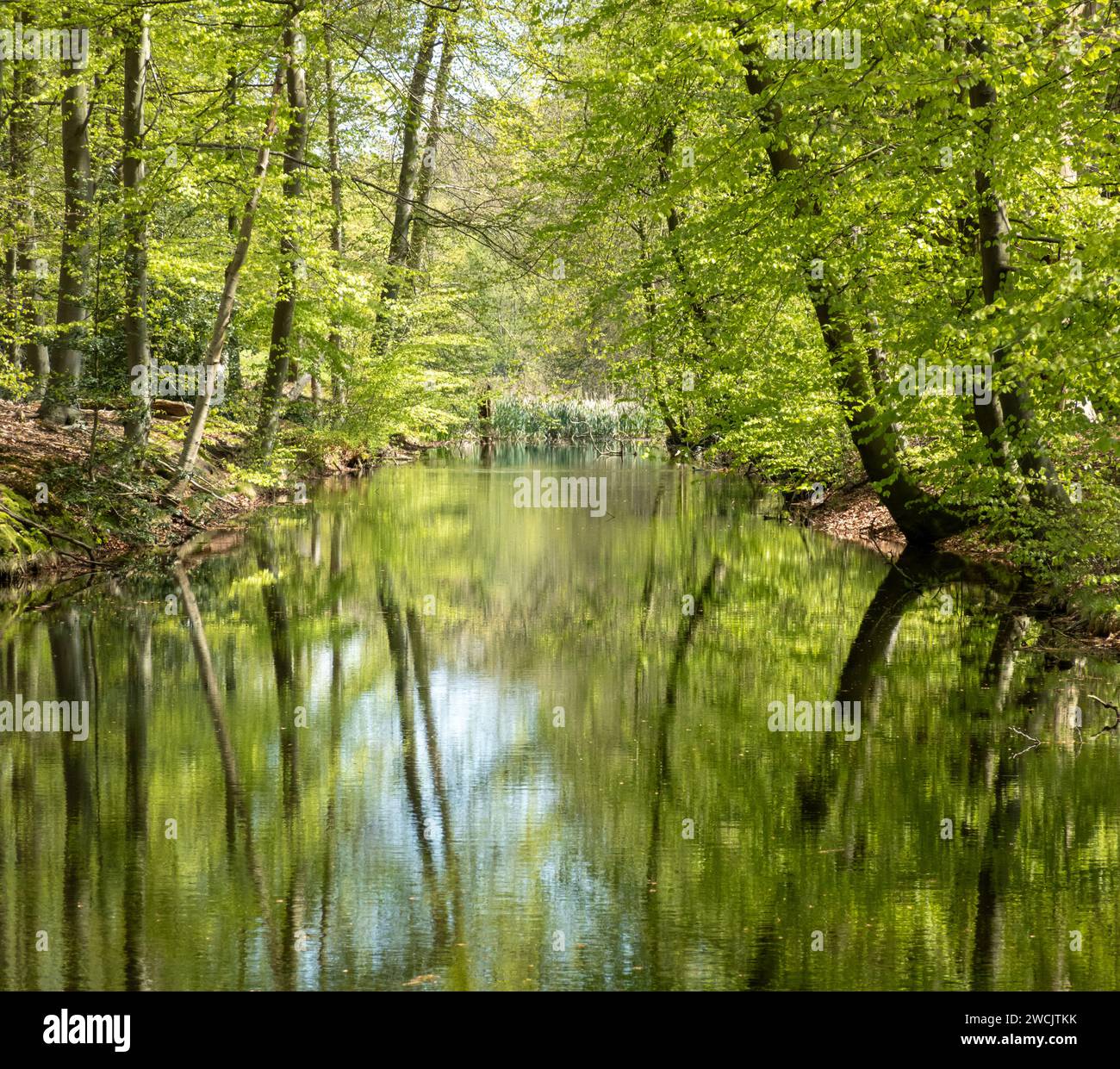 Reflection of trees in pond in woodland near Hilverbeek in Spanderswoud between Hilversum and 's Graveland, Netherlands Stock Photo