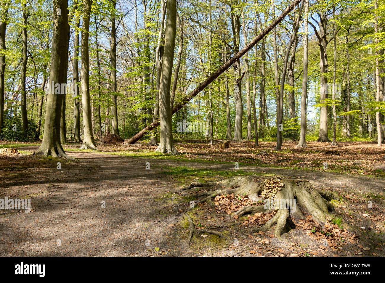 Footpath in woodland near Hilverbeek in Spanderswoud between Hilversum and 's Graveland, Netherlands Stock Photo