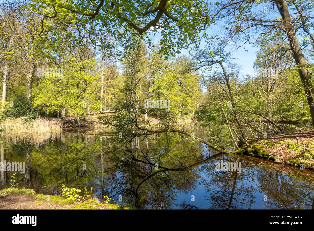 Pond in woodland near Hilverbeek in Spanderswoud between Hilversum and 's Graveland, Netherlands Stock Photo