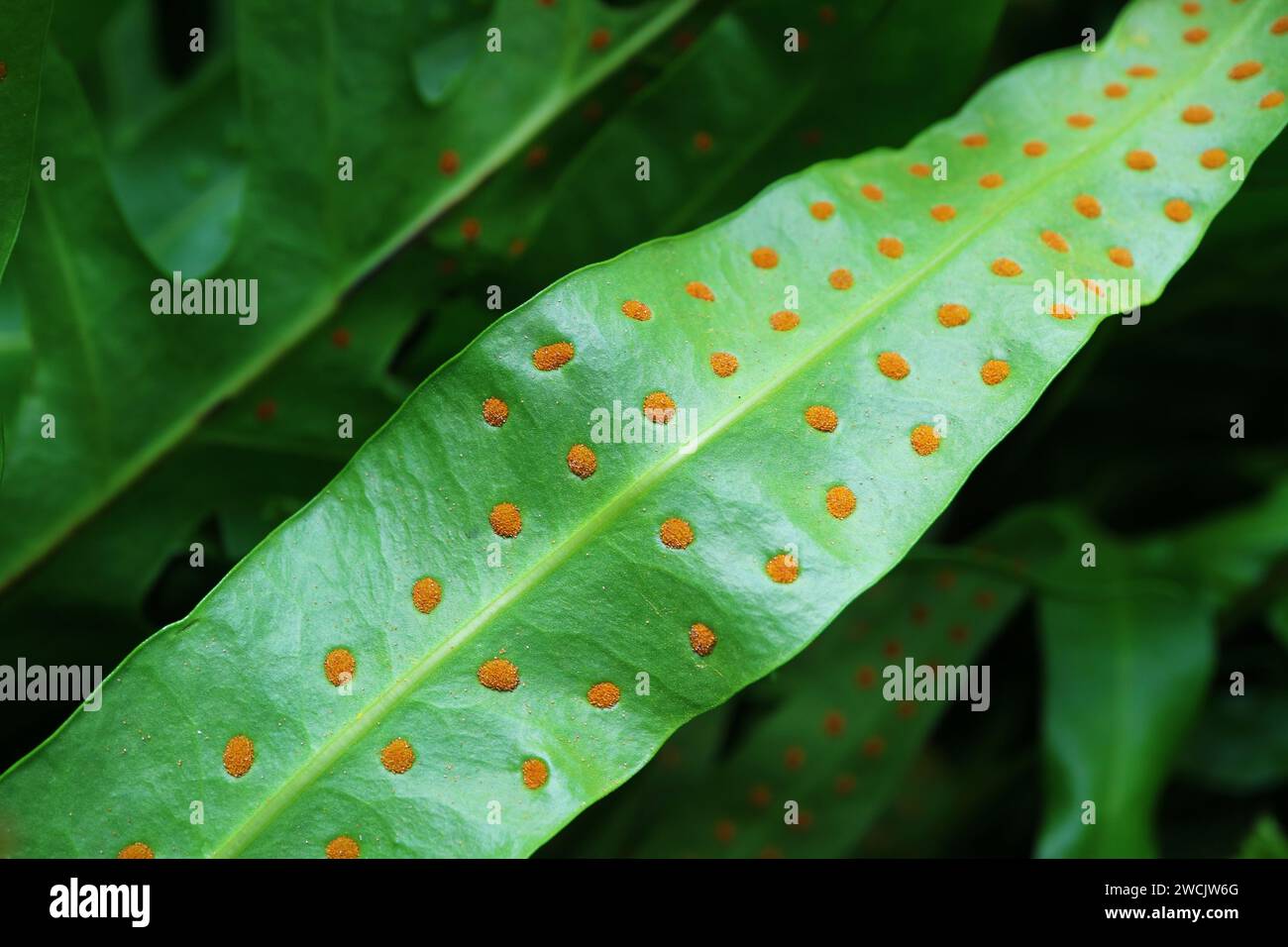 Closeup of Orange Spore Clusters Called Sori on the Underside of Microsorum Scolopendria or Wart Fern's Leaf Stock Photo