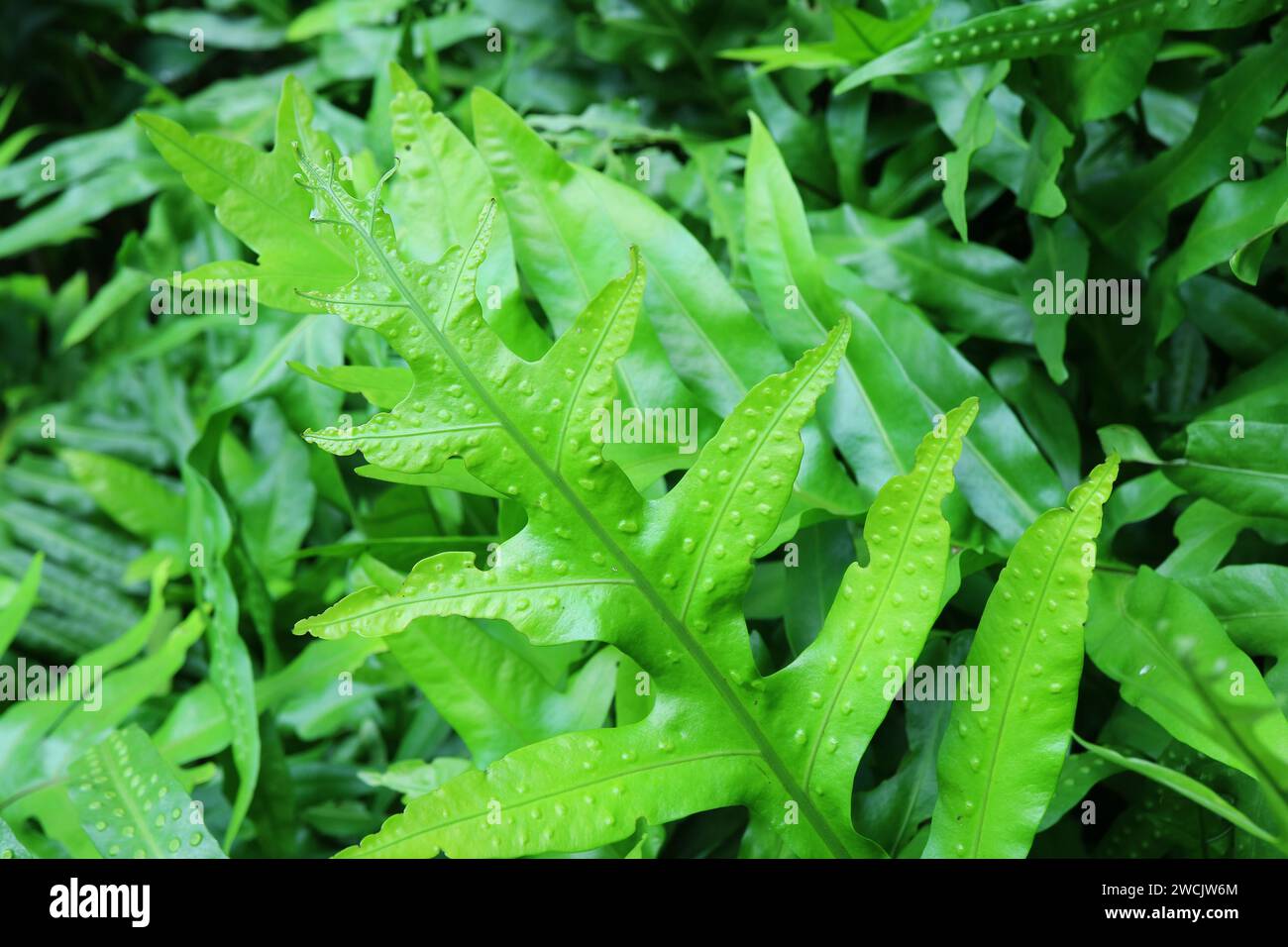 Vibrant Green Leaf's Top Surface of Laua'e Ferns or Microsorum Scolopendria Stock Photo