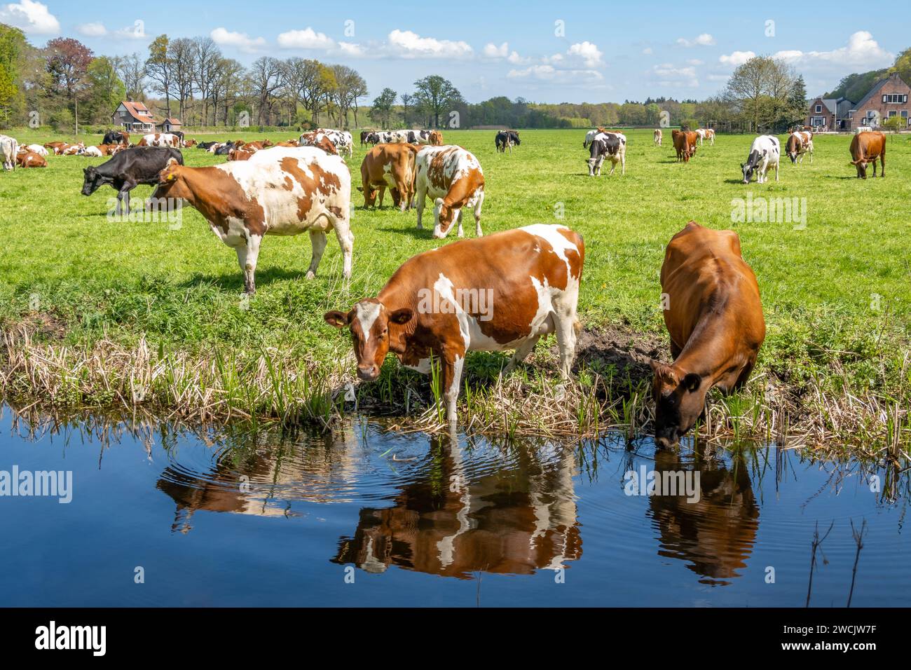 Red-White diary cows drinking from ditch and grazing on meadow in polder between 's Graveland and Hilversum, Netherlands Stock Photo
