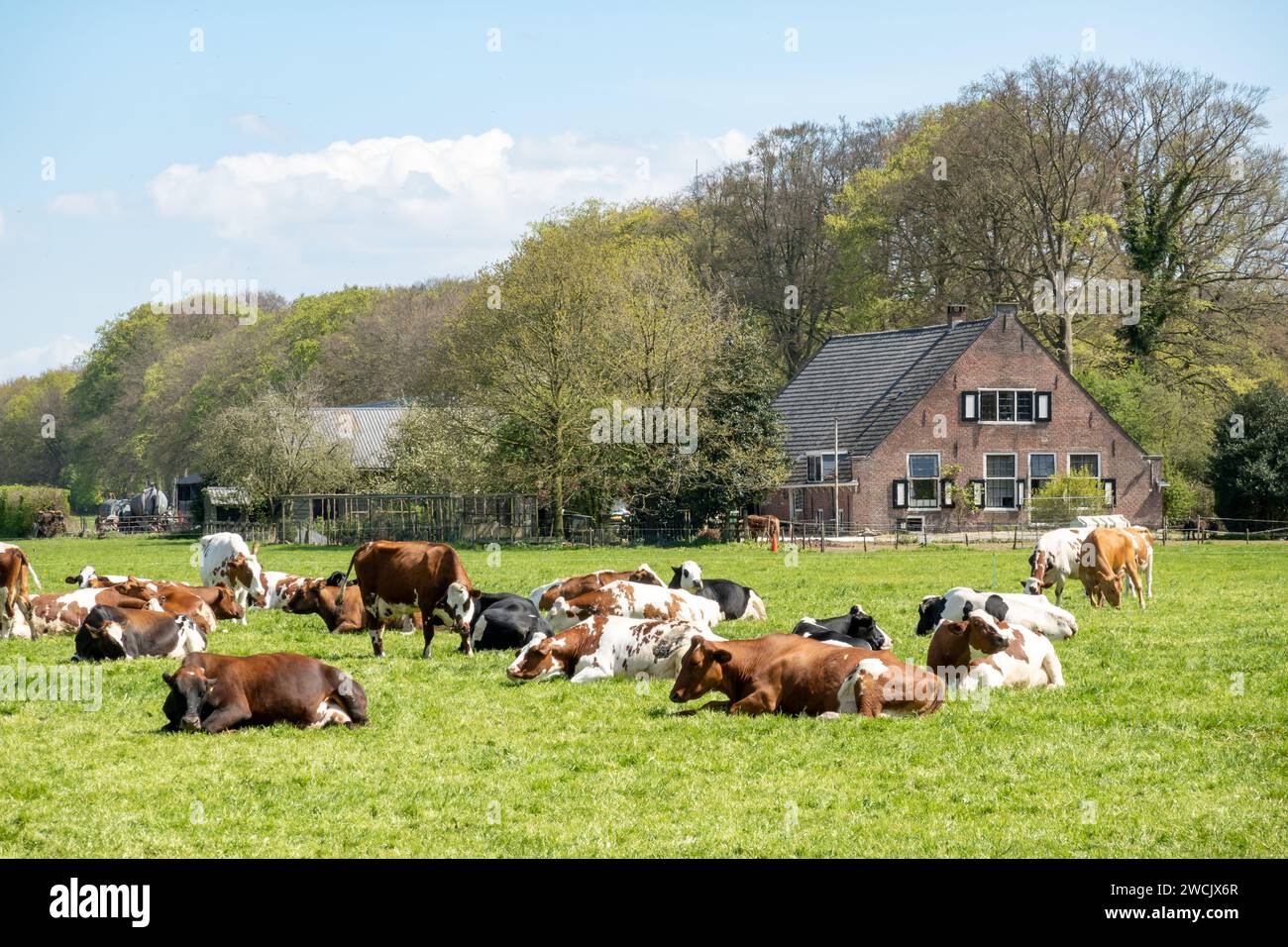 Herd of Red-White and Friesian Holstein diary cows ruminating on meadow in polder between 's Graveland and Hilversum, Netherlands Stock Photo
