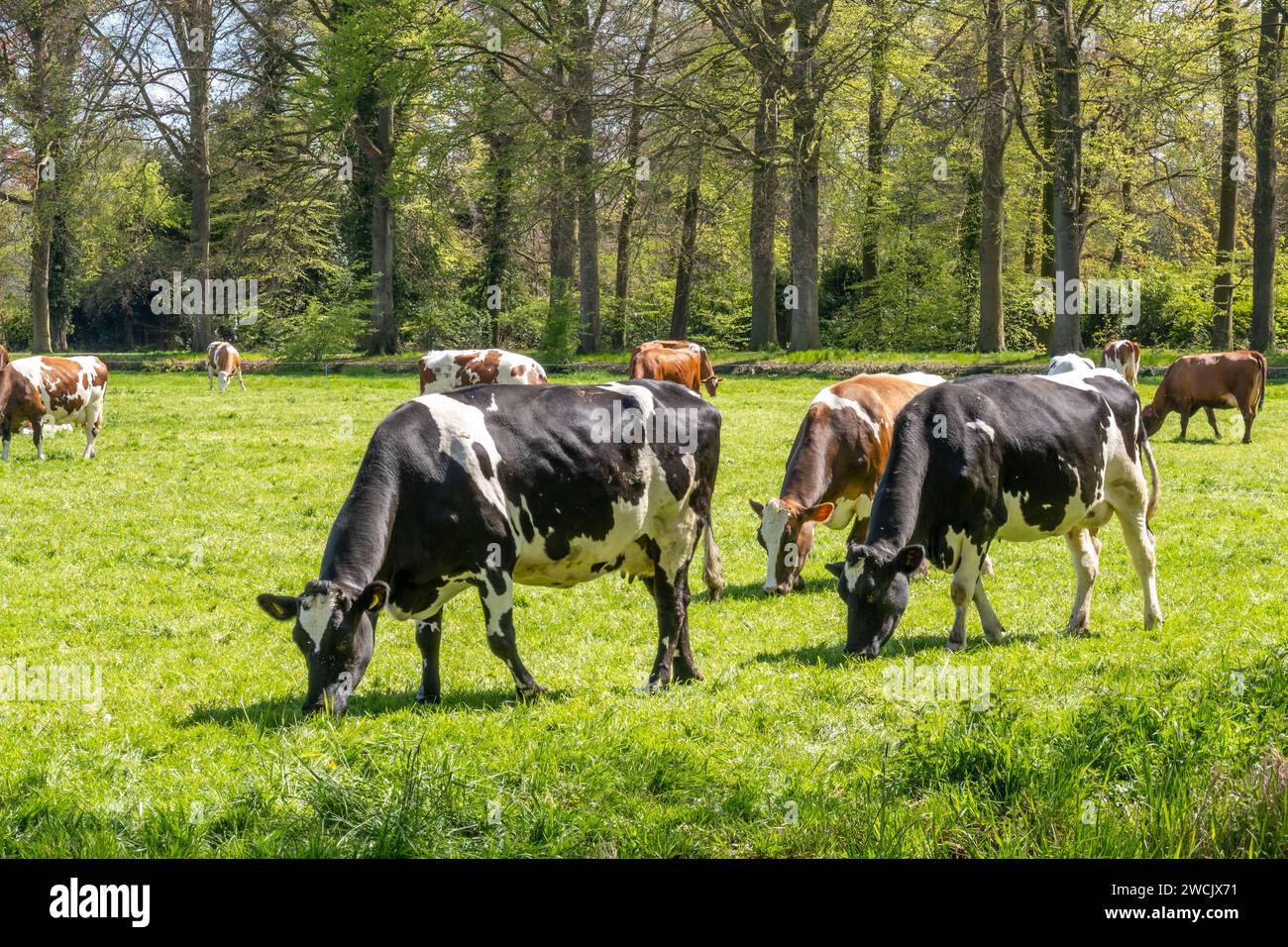 Herd of Friesian Holstein and Red-White diary cows grazing on green meadow in polder between 's Graveland and Hilversum, Netherlands Stock Photo