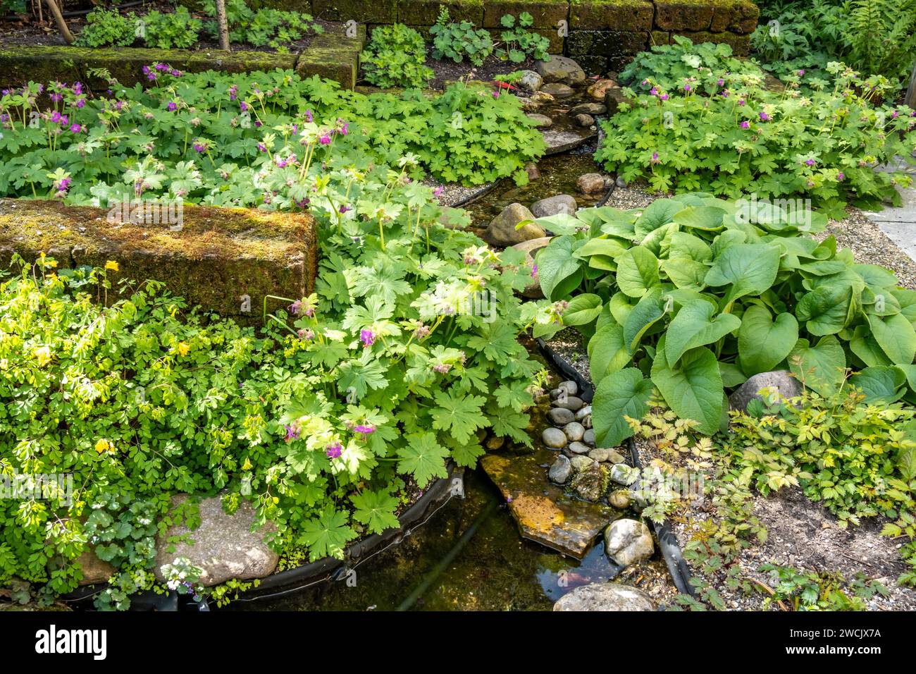 Small ornamental water stream with rocks in garden with geraniums and phlomis, Netherlands Stock Photo